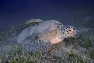 Green turtle (Chelonia mydas) with ship holder (Remora remora), lying on sea grass, sand, Marsa