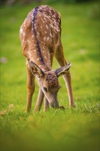 Young roe deer calf in the forest, Black Forest, Enzklösterle, Germany, Europe