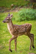 Young roe deer calf in the forest, Black Forest, Enzklösterle, Germany, Europe