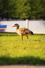 Duck in a meadow, Calw, Black Forest, Germany, Europe