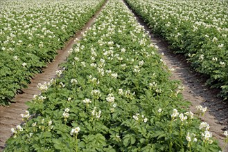 Field with potatoes (Solanum tuberosum) at flowering time, North Rhine-Westphalia, Germany, Europe