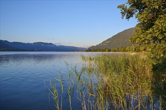 Lake shore, reeds, sunrise, summer, Steindorf am Lake Ossiach, Lake Ossiach, Carinthia, Austria,