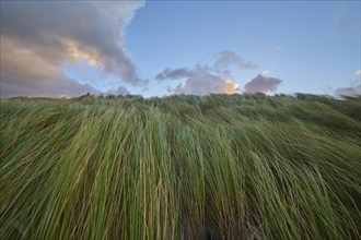 Sand dune, dune grass, wind, clouds, sunrise, Zandvoort, North Sea, North Holland, Netherlands