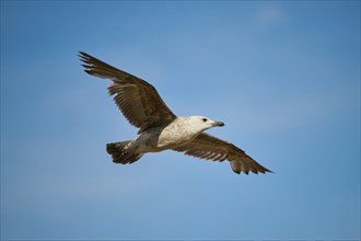 Yellow-legged gull (Larus michahellis), youngster flying in the sky, wildlife, France, Europe