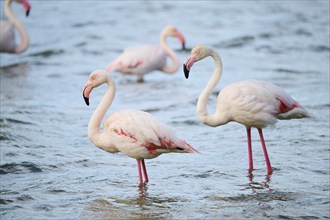 Greater flamingo (Phoenicopterus roseus) standing in the sea, France, Europe