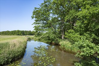 River Aller, oak trees (Quercus), blue sky, Allertal nature reserve between Wolfsburg and Gifhorn,