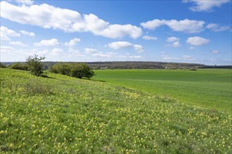 Meadow with common cowslip (Primula veris), flowering, blue sky, white clouds, Thuringia, Germany,