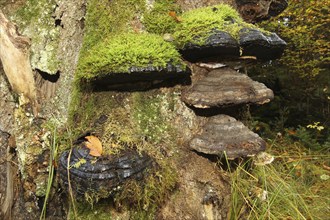 Common beech (Fagus sylvatica) deadwood overgrown with mossy tinder funguses (Fomes fomentarius),