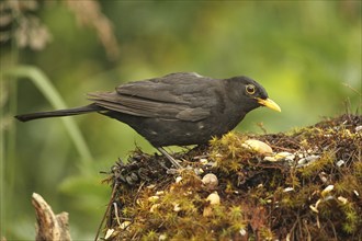 Blackbird (Turdus merula) at the summer feeding station, Allgäu, Bavaria, Germany, Europe