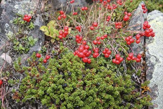 Red cranberries (Vaccinium subg.) and black crowberries (Empetrium nigrum) in the tundra, Lapland,