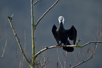 Great cormorant (Phalacrocorax carbo), adult bird, in breeding plumage, Essen, Ruhr area, North