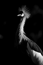 Black crowned crane (Balearica pavonina), black and white, captive