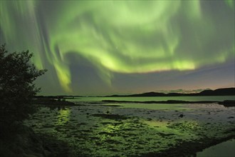 Northern Lights (aurora borealis), fjord at low tide, Offersöy, FV 17, Kystriksveien, Nordland,