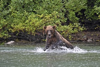 Brown bear (Ursus arctos) hunting for salmon in the water, Lake Clark National Park, Alaska