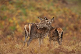 Red deer (Cervus elaphus) adult female hind with a juvenile fawn on a hillside, Leicestershire,