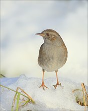 Dunnock (Prunella modularis) standing on a snow-covered meadow, wildlife, winter, animals, birds,