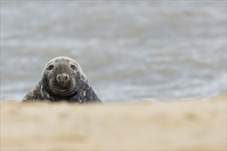 Grey (Halichoerus grypus) seal adult animal on a sandy beach, Norfolk, England, United Kingdom,