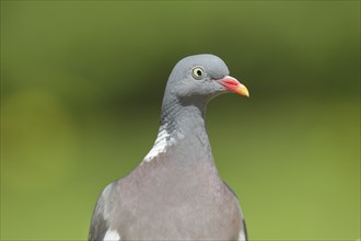 Common wood pigeon (Columba palumbus), animal portrait, Wilnsdorf, North Rhine-Westphalia, Germany,