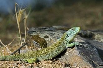 Ocellated lizard (Timon lepidus), eyed lizard, jeweled lacerta (Lacerta lepida) basking, Spain,