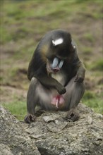 Mandrill (Mandrillus sphinx), male, sitting, penis, guenon, guenon, Anthropoidae, catarrhines