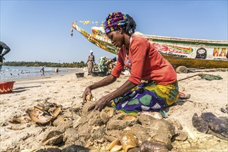 Fishermen's wives clean the freshly caught sea snails on the beach of Sanyang, Gambia, West Africa,