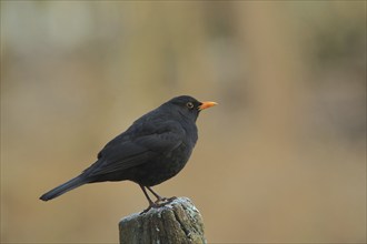 Male blackbird (Turdus merula) in Bad Schönborn, Baden-Württemberg, Germany, Europe