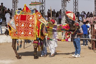 PUSHKAR, INDIA, NOVEMBER 22, 2012: Camel decoration competition contest at Pushkar camel fair