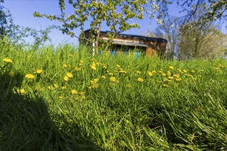 Blossoming apple orchards with beekeeping