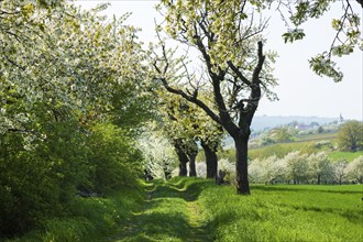 Spring in a carp tavern near Meissen