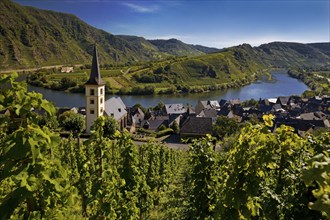 Saint Laurentius Church with vineyards in front of the Moselle Bend, Bremm, Rhineland-Palatinate,