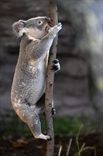 Koala (Phascolarctos cinereus), climbing on tree trunk, captive, Baden-Württemberg, Germany, Europe