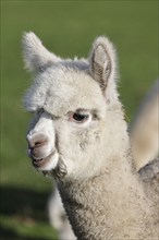 Young alpaca (Vicugna pacos), animal child, foal, Germany, Europe