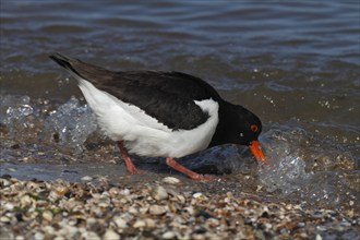 Eurasian oystercatcher (Haematopus ostralegus), poking in the sand with its beak, looking for food,