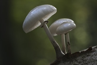 Porcelain fungi (Oudemansiella mucida), Emsland, Lower Saxony, Germany, Europe