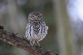 Pygmy Owl (Glaucidium passerinum), adult, in winter, perch, watchful, Bohemian Forest, Czech