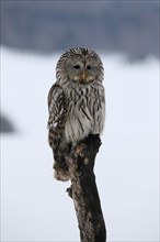 Ural Owl (Strix uralensis), adult, in winter, snow, perch, Bohemian Forest, Czech Republic, Europe