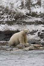 Scavenging polar bear (Ursus maritimus) eating the carcass of a stranded dead minke whale on the