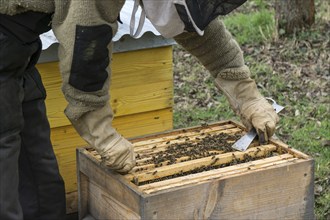 Honey bees (Apis), beekeeper removing frame with bees from hive, Baden-Württemberg, Germany, Europe