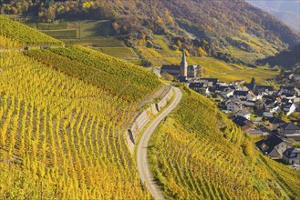 Vineyards in autumn, Mayschoß with parish church, red wine growing region Ahrtal, red wine of the