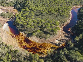 The Rio Tinto (Red river) flowing through a forest of Stone or Umbrella pines (Pinus pinea), its