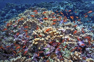 Small school of fish Shoal of sea goldies (Pseudanthias squamipinnis) swims over coral block of