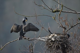 Great cormorant (Phalacrocorax carbo), pair at nest, Essen, Ruhr area, North Rhine-Westphalia,