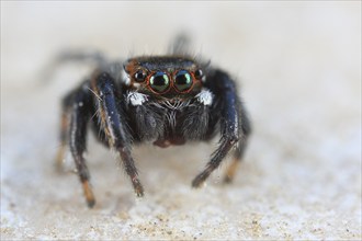 Close-up of a cute jumping spider with green eyes outlined in red, intense gaze, Sardinia, Italy,