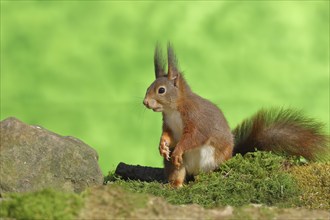 Eurasian red squirrel (Sciurus vulgaris), sitting on mossy forest floor, wildlife, Wilden, North