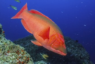 Red pig-lipfish (Bodianus scrofa) Pigfish, Eastern Atlantic, Madeira, Portugal, Europe