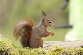 Eurasian red squirrel (Sciurus vulgaris), at a bird feeder in the garden, wildlife, Wilden, North