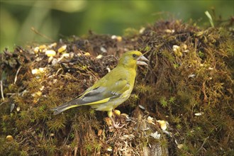 European greenfinch (Chloris chloris) at the summer feeding site, Allgäu, Bavaria, Germany, Europe