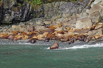 Sea lions lying on the beach, Prince William Sound, Autumn, Valdez, Alaska, USA, North America