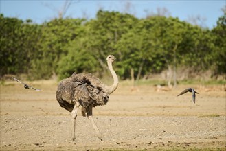 Common ostrich (Struthio camelus) female in the dessert, captive, distribution Africa