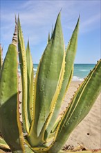 Century plant (Agave americana variegata) growing on a beach near Tarragona, Catalonia, Spain,